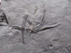 Silurian Rochester Shale Fossil Star Fish Palaeaster Niagarensis Rare Specimen
