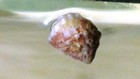 Live Marine Astrea Snails Great Algae Eaters 10 Per Gallon For Affective Cleanin