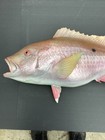 33    Mutton Snapper One  Sided Wall Mount Fish Replica - Needs Some Tlc