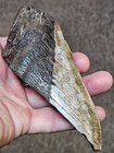 5  Authentic Prehistoric Megalodon  Fossil Shark Tooth Teeth 100  Authentic 