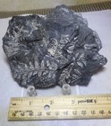 Fern Fossils  St  Clair  Pa Pennsylvanian Epoch  Llewellyn Formation