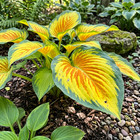 20 Yellow Caladium Beautiful Rare Seeds For Your Garden Or Yard Colorful Flowers