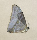 A1 Blue Morpho Aurora Butterfly Specimen Collectible Specimen  Wings Folded