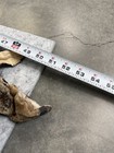 Coyote Tanned Fur Pelt Skin Taxidermy - With Paws - No Bones - Stock   004
