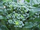 Broccoli Calabrese Seeds    Cool Beans N Sprouts    Non Gmo Jacobs Ladder Ent 