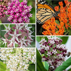 Milkweed Seed Variety Pack   5 Individual Packs - 2025 Season - Showy  Pink Swam