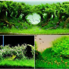 Aquarium Aquatic Seeds Garden Water Grass Plant Fish Tank Landscaping Easy Grow   