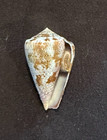 Conidae - West America Chelyconus Purpurascens 37 8mm Jalisco  Mexico 2015