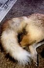 Red Fox Mounttaxidermy Fur Hide Man Cave  Cabin  Lake Home Decor