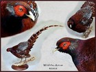 Royal Copper Pheasant Taxidermy Mount Bird Gamebird Feathers Wildlife-artist