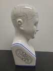 Phrenology Head 12  Ceramic Model Bust L  N  Fowler
