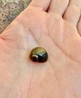 20 Pack Live Freshwater Olive Nerite Snails Algae Eaters Clean Up Crew