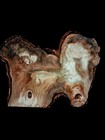 Xxl Thick Birdseye Maple  Burl Wood Cap  Turning Wood Wooden Bowl Blank Ambrosia