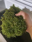 Java Moss  taxiphyllum Barbieri      Live Freshwater Aqua Moss   Buy 2 Get 1 Free
