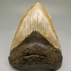 5 34  Amazing Heart Shape Fossil Megalodon Shark Tooth - Nc