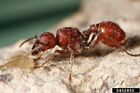 Pogonnomyrmex Occidentails Queen Ant  With Brood  live Feeder Insect 