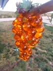 Vintage 1960 s Acrylic Lucite Golden Grape Cluster Hanging Retro Mcm Swag Lamp