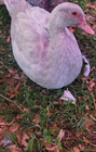 Muscovy Duck Eggs Ripple Rare Colors Lavender Bronze Patina Porcelain Brass Fume