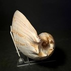 Huge 11  Melo Umbilicatus Heavy Bailer Shell Volute Specimen Coastal Decor 1 Lb 