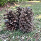 Box Of 18 Count Large 8-9    North Carolina Long Leaf Pine Cones