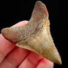 Lower Great White Shark Tooth 2 28  Megalodon Teeth Era Fossil Neogene