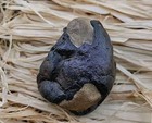Egg Fossil Permineralized Ampelosaurus Egg