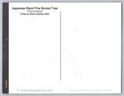  4619 Bonsai Black Pine Maxi Card W national Bonsai Exhibition Cancel