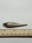 Basilosaurus Tooth Fossil Late Eocene 40 Mi Yrs Old Artiodactyl 2 75    Sc 205