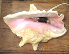 Vintage Mcm Conch Shell Seashell Night Light Electric Lamp Works Ocean Decor
