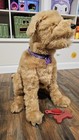 Furreal Biscuit My Lovin    Pup Interactive Plush Golden Dog 24   hx14 5  wx19 5  l