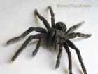 Rare Giant Bird Eating Spider Pamphobeteus Antinous Goliath Tarantula Entomology