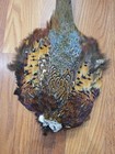 B5 Ringneck Pheasant Cock Feathers Tail Body Pelt Skin