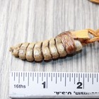 Rattlesnake Rattle  Necklace   415n    Mountain Man Necklace