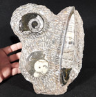 Two  Free Standing Polished Goniatite Fossils And An Orthoceras Morocco 1715gr