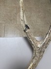Axis Deer Antlers In Velvet