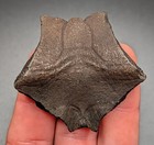 Highly Detailed Turtle Nuchal Scute Ice Age Fossil North Florida Pliestocene Gem