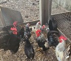 20  Serama Chicken Hatching Eggs 
