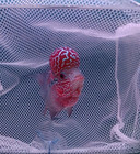 Live Flowerhorn Fish Male Super Red  Big Kok Head Size 4  B8