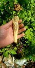 Carved 18th Century American Parasol Handle Mermaid Ship Figurehead Dug Relic