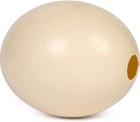 Premium High Quality Blank Ostrich Egg Shell For Crafts  Decoration  Paintings