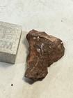 Devonian Ageleodus Fossil Shark Tooth Rare Pennsylvania Red Hill Matrix