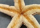 Large Sugar Starfish Piaster Ochraceus  1 Seastar Approx  6  Inches 