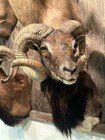 Exotic Mouflon Corsican Ram Shoulder Mount Taxidermy