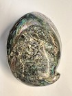 Vintage Abalone Shell Paua Very Rare And Unique Polished On Both Sides 6 5    X 5   