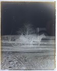 Antique Glass Plate Photo Negative  Horse   Wagon On Muddy Road W bare Trees