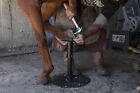 Farriers Professional Adjustable Hoof Stand