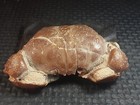 7cm Cretaceous Crab Fossil From China