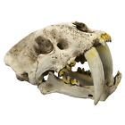 1 1 Resin Sabertooth Tiger Bone Skull Replica Model Home Decor Sculpture 12 6 
