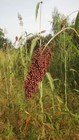 No-till Food Plot Seed Blend     Sorghum  Sunflower   Buckwheat  3 Lb  No Fillers 