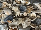 5 Lbs- Fossils Mix Bulk Chesepectan Assorted Scallops  Coral  Oysters    More